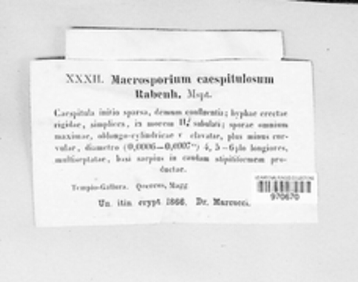 Macrosporium caespitulosum image
